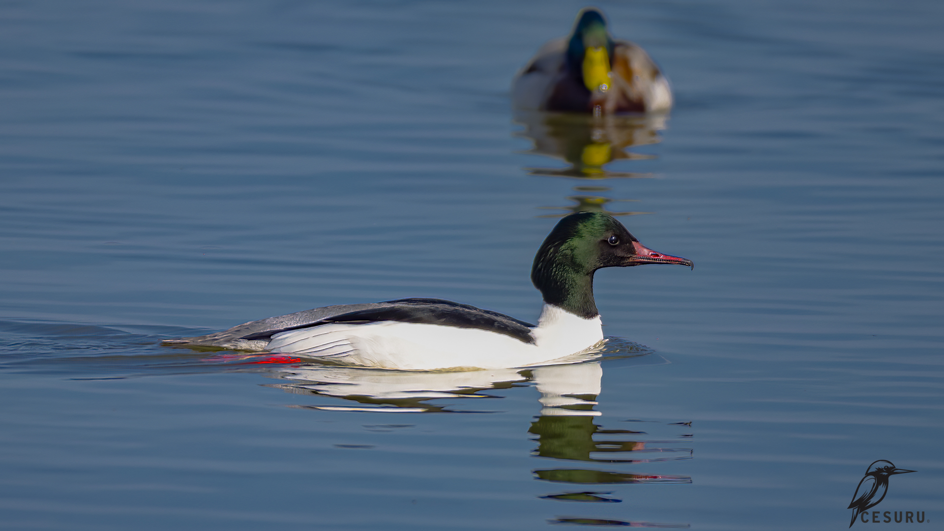 Common Merganser